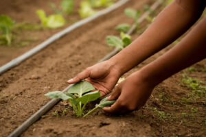 Future Of Farming In India