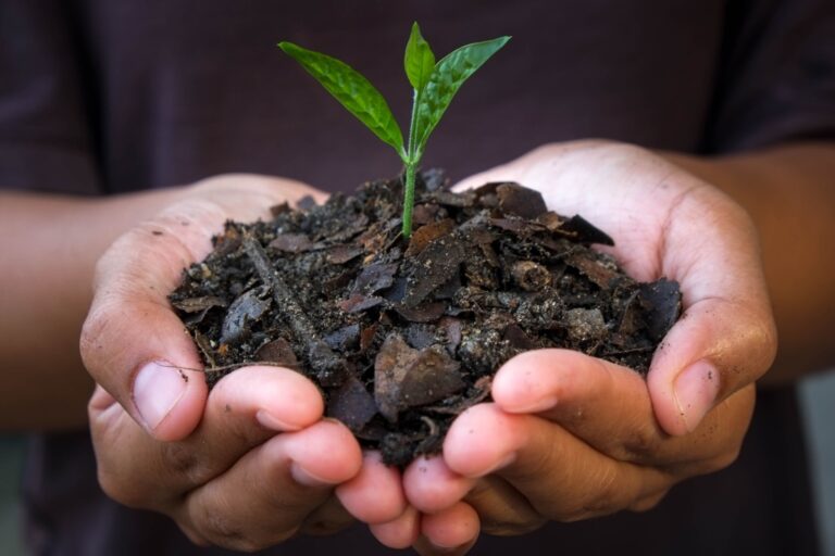 hands holding young plant.
