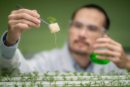 Can Biochar Replace Chemical Fertilizers? Here’s What Experts Say